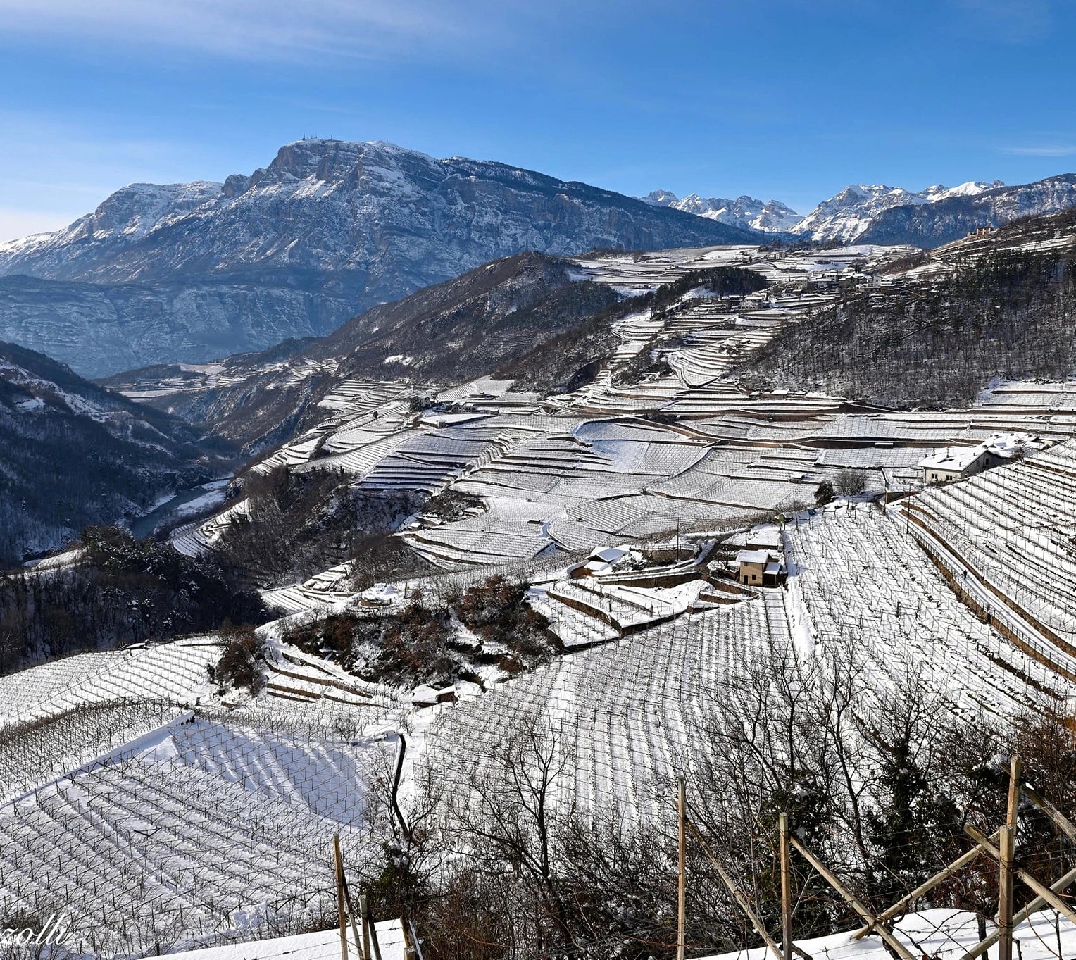 Wines from Trentino-Alto Adige