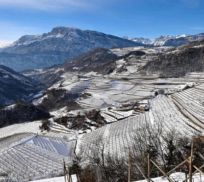 Wines from Trentino-Alto Adige