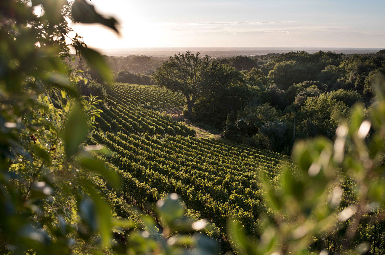 Tenuta dell'Ornellaia