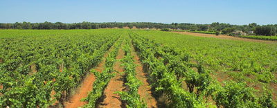 Vigneti del Salento