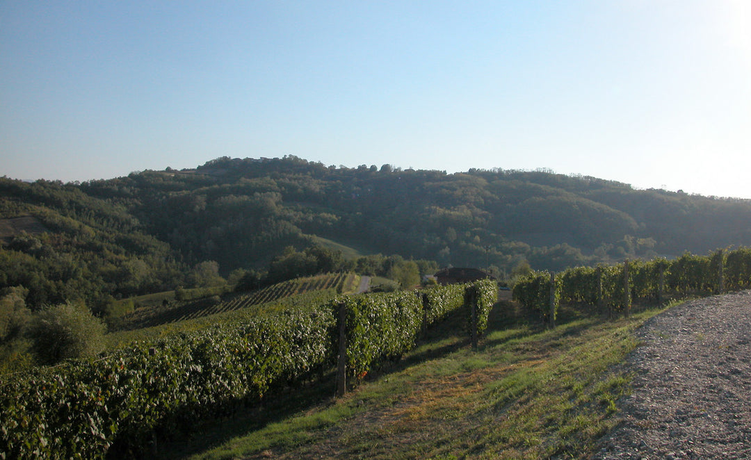 Vigne Marina Coppi