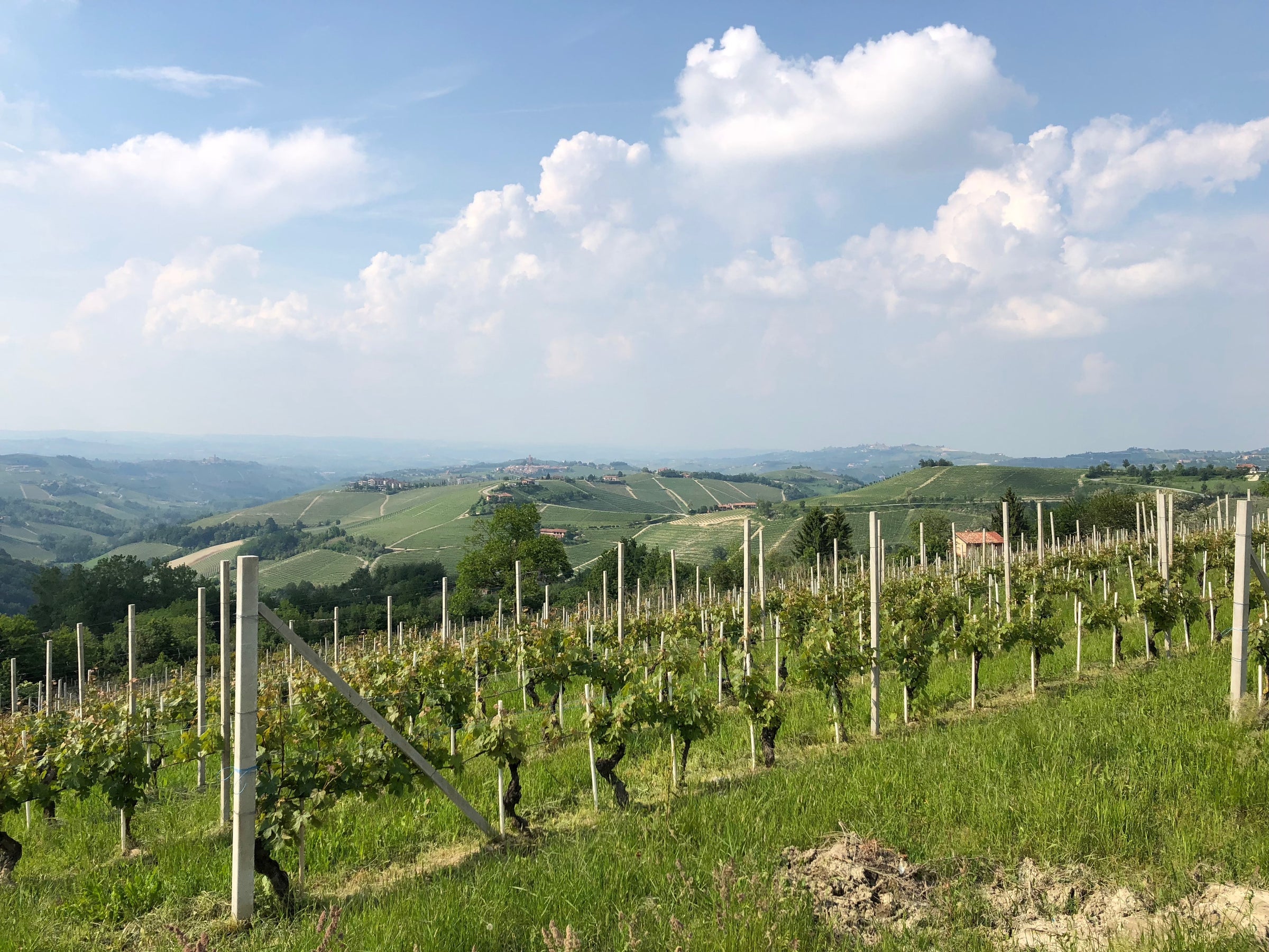 Wines from Piedmont